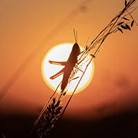 Grasshopper silhouetted against the Sun.